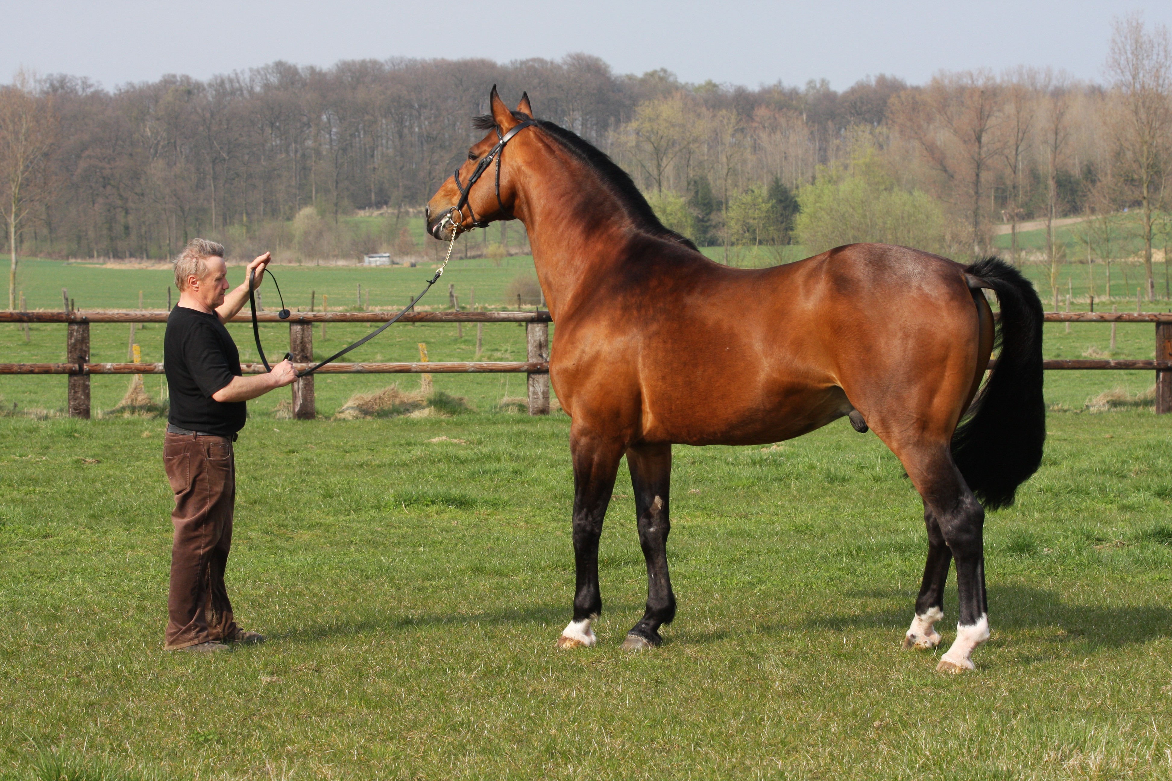 KASHMIR VAN SCHUTTERSHOF (Nabab de Rêve/Ténor Manciais - breeder: W. Van Impe B-9550 Herzeele), SBS born & approved 